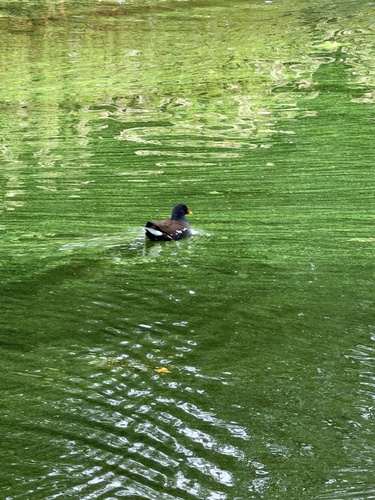 Eurasian Moorhen
