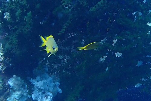 Chromis analis observed 2026-09-30