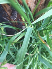 Ceratochloa