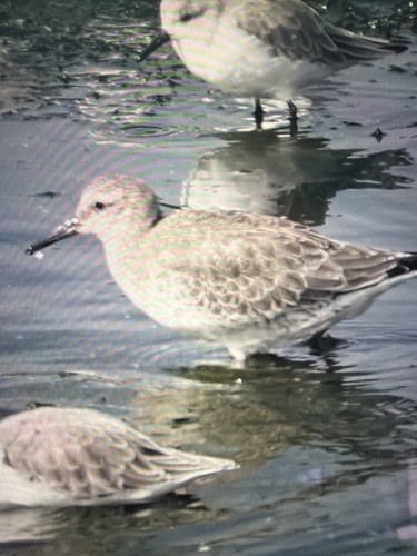 Red Knot