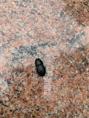 Dorcus parallelipipedus