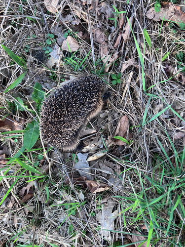 Common Hedgehog
