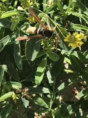 Paranthrene robiniae