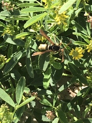 Paranthrene robiniae