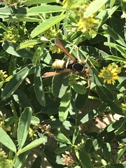 Paranthrene robiniae