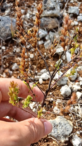 Odontites viscosus observed 2026-09-29