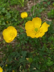 Ranunculus polyanthemos