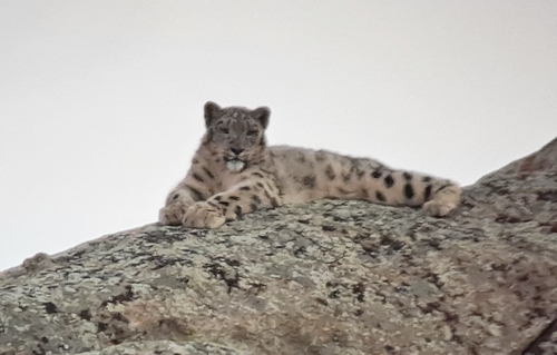 Panthera uncia photograph by the iNaturalist community