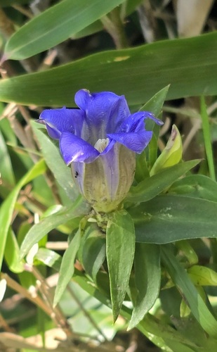 Gentiana scabra observed 2026-09-30