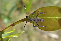 Gelonus tasmanicus