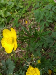 Ranunculus polyanthemos