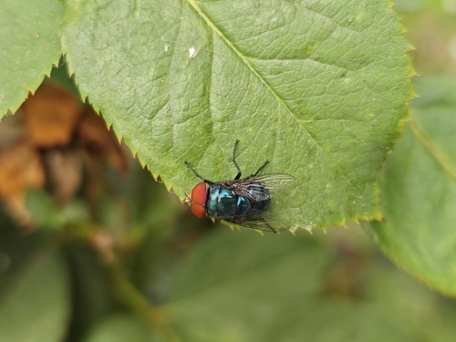 Oriental Latrine Fly