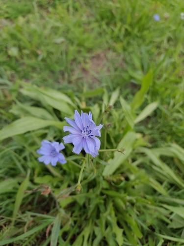 chicory