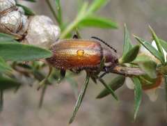 Metriolagria affinis