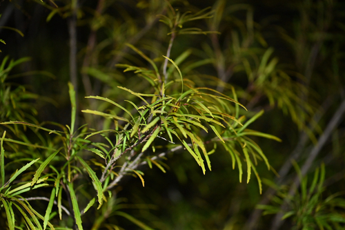 Lomatia myricoides observed 2026-09-30