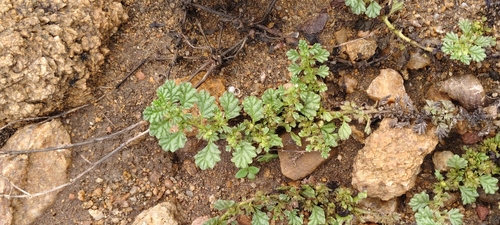 Coldenia procumbens observed 2026-09-29