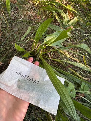 ribwort plantain