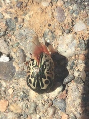 Calligrapha confluens