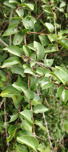 Canthium coromandelicum observed 2026-09-29