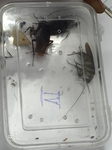 American Cockroach