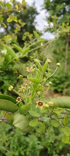Vincetoxicum indicum, 2026-09-29