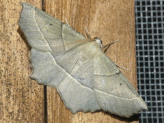 Gerinia honoraria