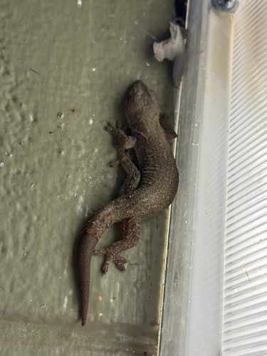 Hemidactylus frenatus observed 2026-09-21
