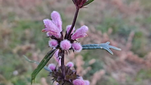 Leonurus sibiricus observed 2026-09-21