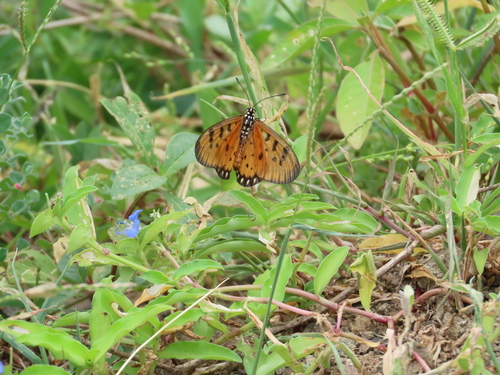 Tawny Coster