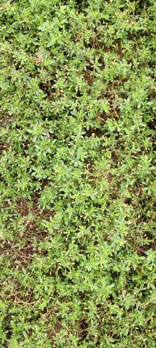 Glinus oppositifolius observed 2026-09-29