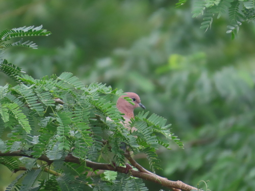 Laughing Dove