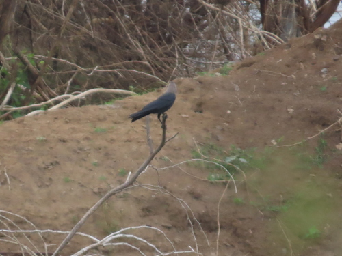 House Crow