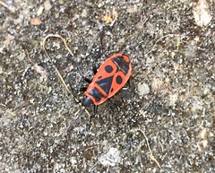 Pyrrhocoris apterus