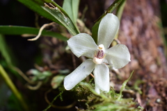 Stenia bismarckii