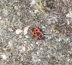 Pyrrhocoris apterus