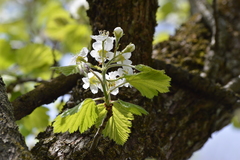 Crataegus mollis