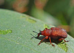 Euops falcata