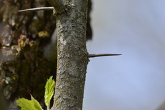 Crataegus mollis