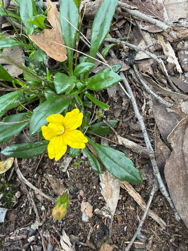 Black's goodenia