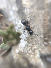 Camponotus aethiops