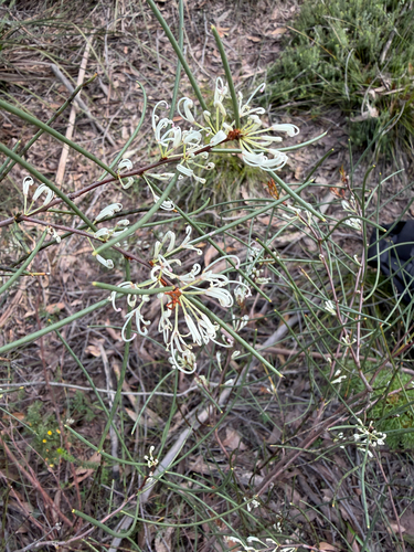Beaked Hakea