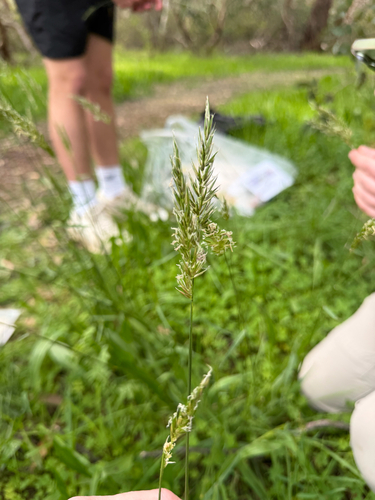 sweet vernal grass