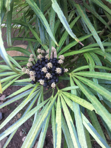 Osmoxylon observed 2026-09-30