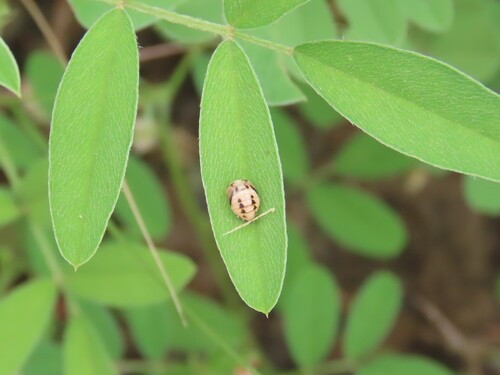 Six-spotted Zigzag Ladybird
