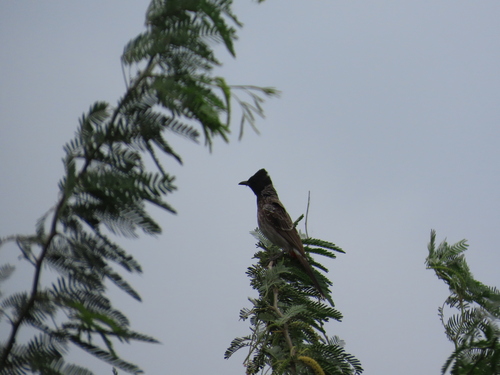Red-vented Bulbul