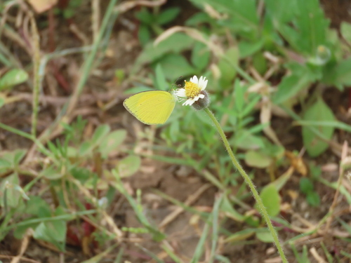 Spotless Grass Yellow
