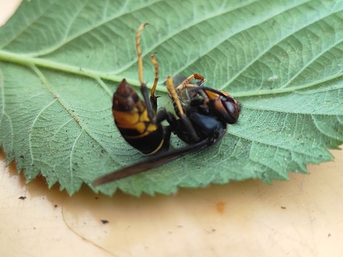 Vespa velutina nigrithorax
