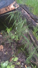 Bromus tectorum