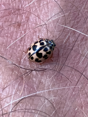 Poplar Ladybird Beetle