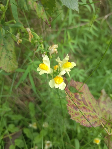 common toadflax